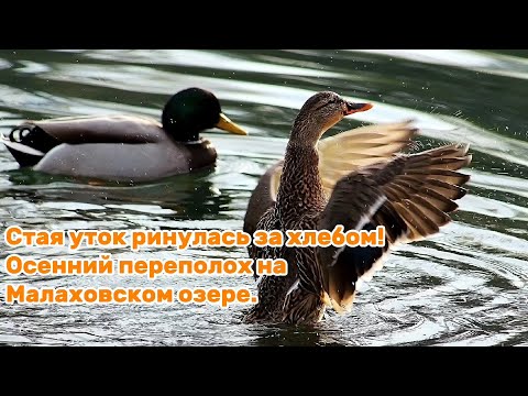 Видео: Стая уток ринулась за хлебом! Осенний переполох на Малаховском озере
