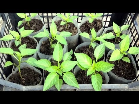 Видео: ВЫСАЖИВАЕМ ПЕРЕЦ НА РАССАДУ КОГДА И КАК ЭТО ПРАВИЛЬНО СДЕЛАТЬ
