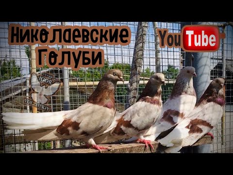 Видео: Николаевские голуби Прокофьева Сергея. Часть 2