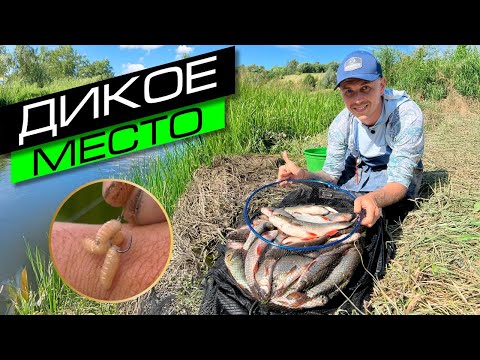 Видео: РЫБАЛКА НА РЕКЕ / ФИДЕРНАЯ ЛОВЛЯ / FROS FISHING