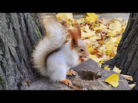 Видео: Белочка из сказки.