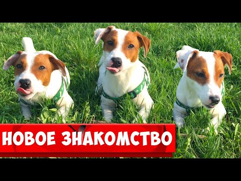 Видео: Может это любовь? 🐾 Новое знакомство🐾 Прогулка ЛОКИ БОБО