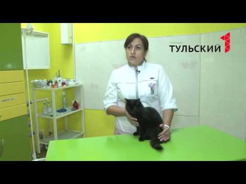 Видео: Почему кошки кашляют. ВИДЕО