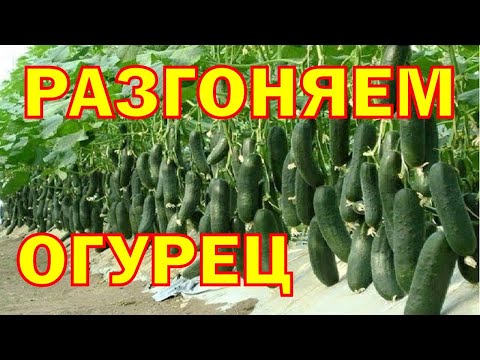 Видео: Starteco на огурцах наглядно