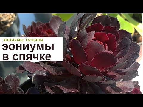 Видео: Эониумы в спячке 2022