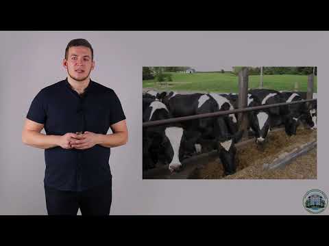 Видео: 1 2 Классификация кормов