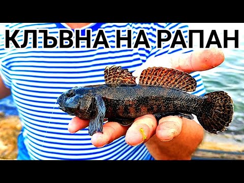 Видео: ЧЕРНОМОРСКИ РИБОЛОВ НА ЕДРО ПОПЧЕ(КАМЕННА КАЯ) И МОРСКО КУЧЕ БЛИЗО ДО КАМЪК!КЪЛВЕ НА СКАРИДИ И РАПАН