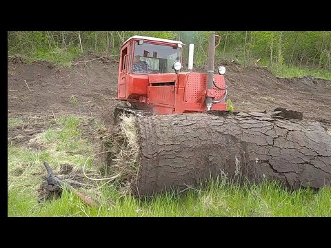 Видео: Отжали у леса несколько соток земли бульдозером.