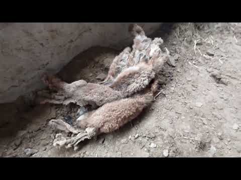 Видео: Біздің Түйе шаруашылығымыздан қызықты видиолар.