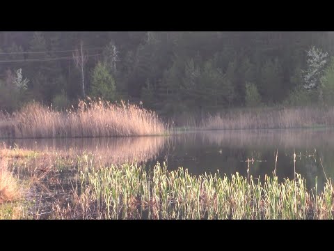 Видео: Чудова риболовля в с .Русів
