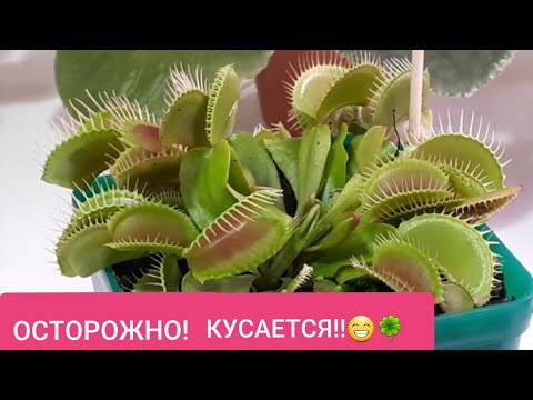 Видео: РОСЯНКА! Как ухаживать? #венерина_мухоловка