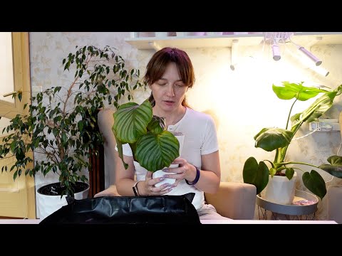 Видео: Цветочные будни. Спасаю Калатею от гнили, черенкую колеусы, прощаюсь с растением.