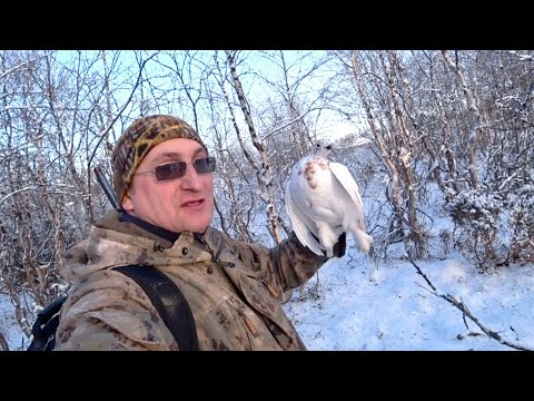 Видео: ОХОТА НА КУРОПАТКУ / ОХОТА В ТУНДРЕ