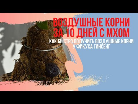 Видео: Как вырастить воздушные корни у фикуса Гинсенг за 10 дней? Воздушные корни бонсай.