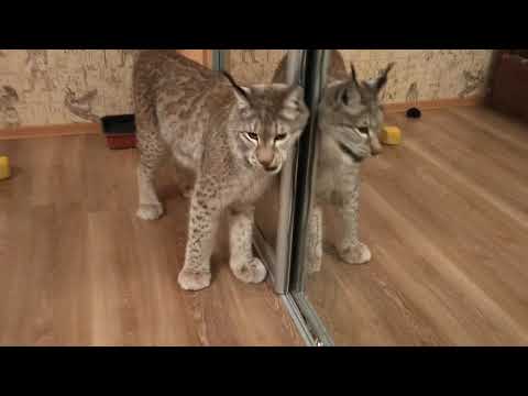 Видео: Рысь Даша Игра становится не безопасна