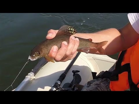 Видео: Ловим хариуса на Енисее. Секретная ветка!