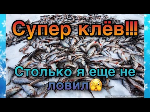 Видео: Вот это ДА!!!!!!! Столько я еще не ловил!!!