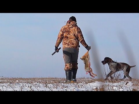 Видео: НА ОХОТУ С ЛУЧШИМ ДРУГОМ. ОХОТА НА ЗАЙЦА. ТРОПЛЕНИЕ. СНОВА ПРИШЛА ЗИМА.