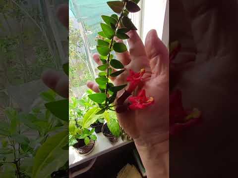 Видео: Осенний обзор моих комнатных растений.
