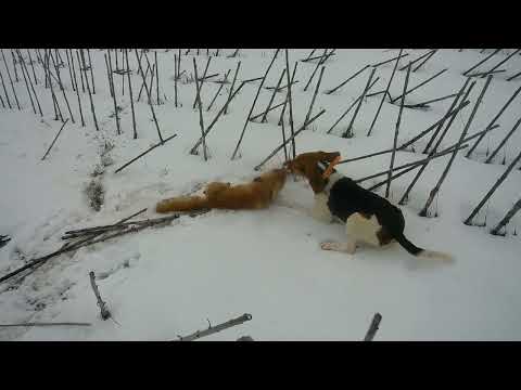 Видео: Охота на лису с эстонской гончей.