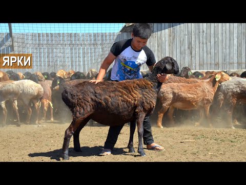 Видео: Ярки Эдильбаевской породы. Селекционно-генетический центр Волгоград-Эдильбай