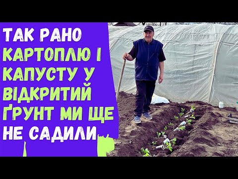 Видео: Так рано картоплю і капусту у відкритий ґрунт ми ще не садили