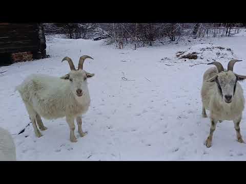 Видео: 11 ноября 2025 г.