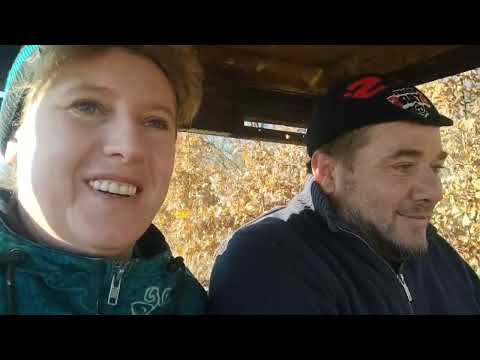 Видео: Нарешті опеньки кущами поперли, хоч вже листопад. Відвела душу я а Юра відведе, як з пательні зніме 