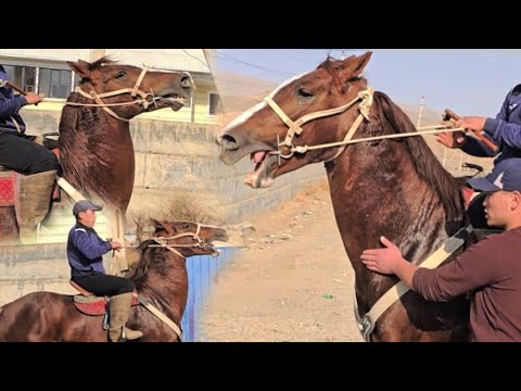 Видео: Тайган Шумада😱