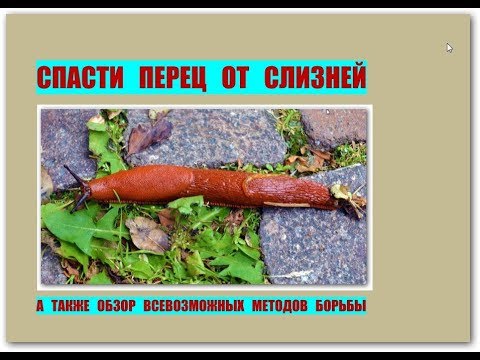 Видео: 107_Как спасти перец от слизней? А также обзор всевозможных методов борьбы.