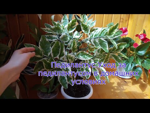 Видео: Педилантус Уход за педилантусом в домашних условиях