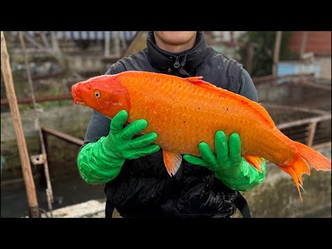 Видео: Star_fishss в прямом эфире!