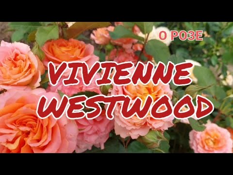 Видео: Лучшая флорибунда Vivienne Westwood.