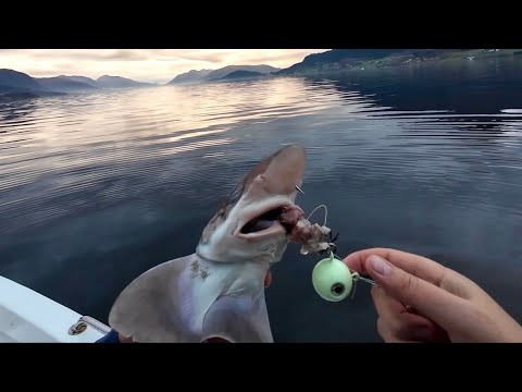 Видео: АКУЛЫ с глубины 70!!! Столько еще не ловил! Ловля акул в Норвегии