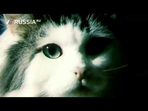 Видео: Юрий Куклачев- тайна дрессировки "британцев"