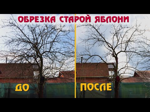 Видео: Омолаживающая обрезка старой яблони. Личный опыт.