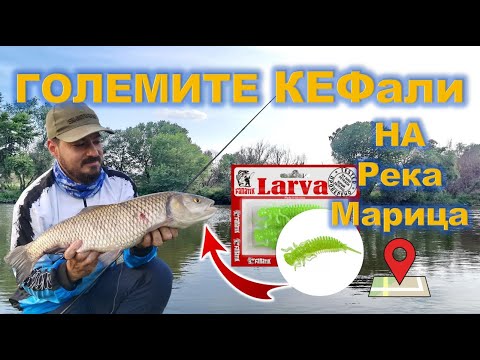 Видео: Трофейни кефали по Марица през юли 2022 - първа част / Big chub on Maritsa river 2022 - part one