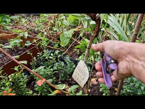 Видео: Брусника сорт Ред Перл