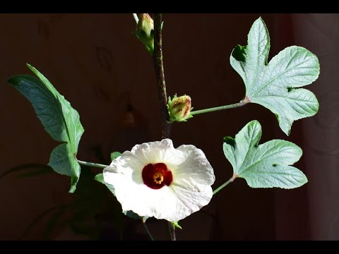 Видео: Как я вырастила суданскую розу/гибискус из семян