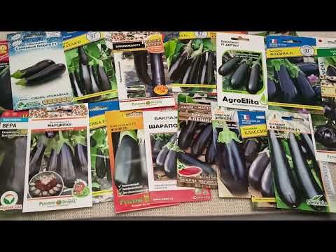 Видео: Сорта баклажанов для выращивания в открытом грунте.м-н ДАЧА г.Каменск-Уральский.30.01.2024 г.