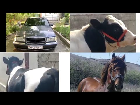 Видео: 1.АСП 1.МОШИН 2 .БУКА ФУРИШИ ТЕЛ +7901,501,08,08.ВАТСАБ