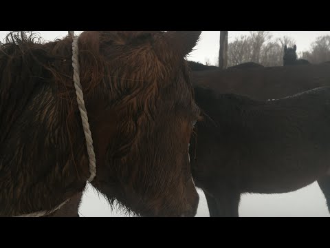 Видео: Соғым. Жабағы 3 елі қазы берді