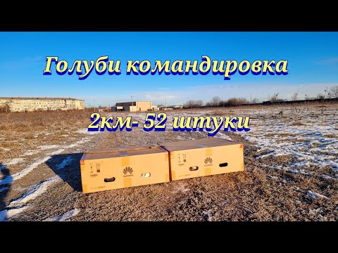 Видео: Голуби 2 км командировка