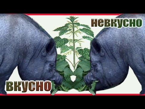 Видео: Вьетнамские поросята не едят крапиву