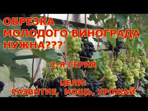 Видео: ч 2. Обрезка винограда 1 и 2 года жизни  НУЖНА? Примеры мощных кустов БЕЗ обратного "роста".