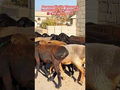 Видео: Манзил Сурхондарё 12 ноября 2025