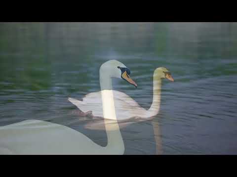 Видео: Адажио тихой воды (о, лебедь белый)