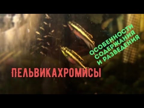 Видео: Пельвикахромис. Мой личный опыт содержания и разведения