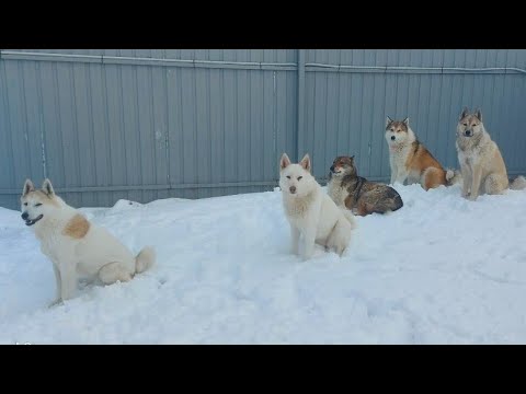 Видео: Ужин после драки