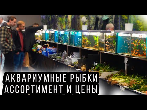 Видео: Птичий Рынок Выставка Ульм! Аквариумные рыбки, растения, корма, оборудование и новинки! 4К